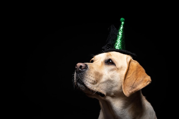 Libre d'un chien Labrador Retriever dans une coiffe