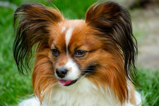 Libre d'un chien Papillon un animal de compagnie bien-aimé