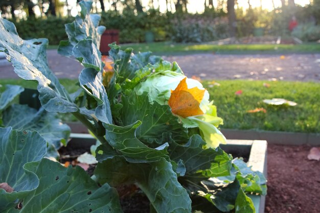 Libre de chou blanc et feuille d'érable dans le parc de la ville au coucher du soleil en automne