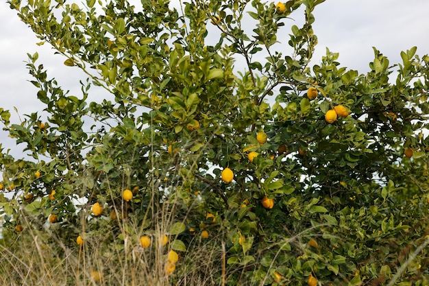 Libre de citronnier le concept d'un mode de vie sain