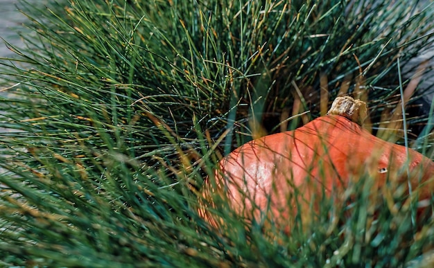 Libre d'une citrouille orange dans l'herbe sur une pelouse soft focus sur une idée de décor de citrouille mûre pour l'automne ou l'halloween