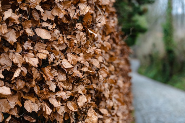 Libre d'une clôture vivante dynamique avec des feuilles jaunes