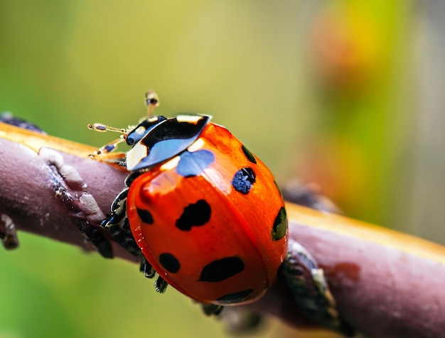 Libre d'une coccinelle sur une branche