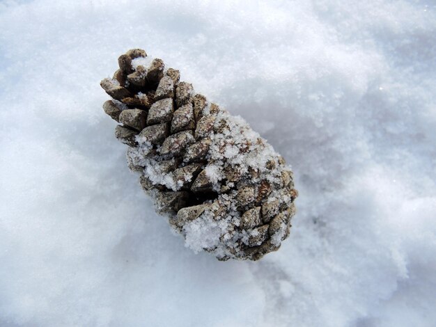 Libre d'un cône sur la neige