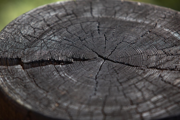 Libre de coupe transversale de tronc d'arbre montrant les anneaux de croissance