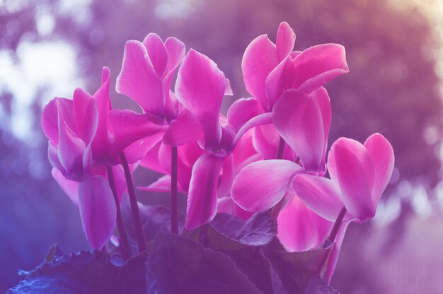 Libre de cyclamens roses