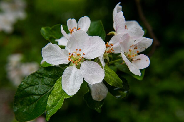 Libre d'une délicate fleur de pomme blanche avec des étamines et des feuilles vertes pétales en fleurs fragilité fraîcheur et croissance au printemps