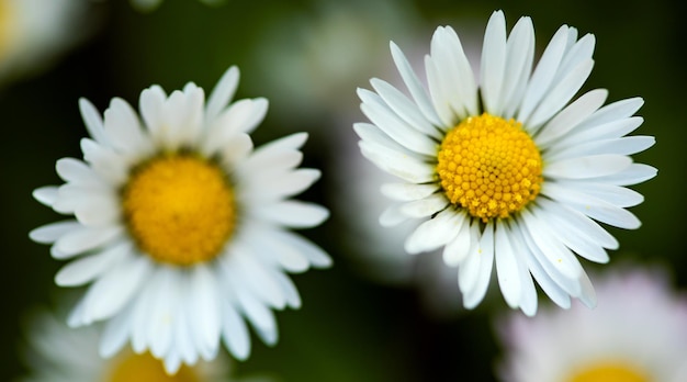 Libre de deux marguerites ion un jour de printemps