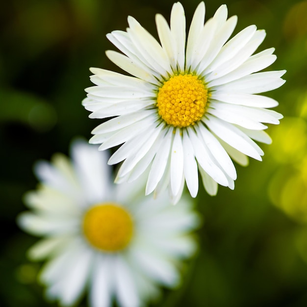 Libre de deux marguerites ion un jour de printemps