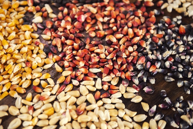 Libre de différents types de grains de maïs sur une table en bois sous les lumières