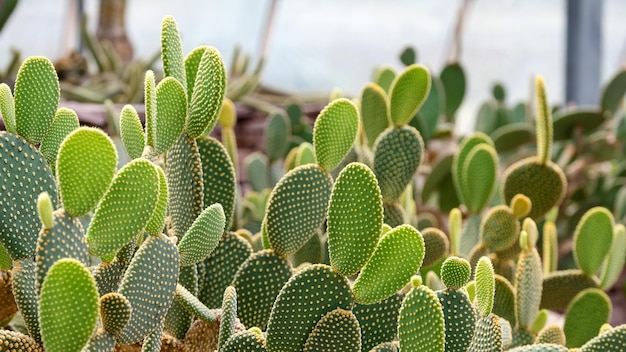 Libre de droit de Bunny ear cactus ou Opuntia microdasys dans le jardin botanique