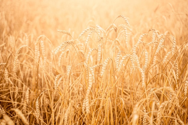 Photo libre de droit de champ de blé sur l'automne
