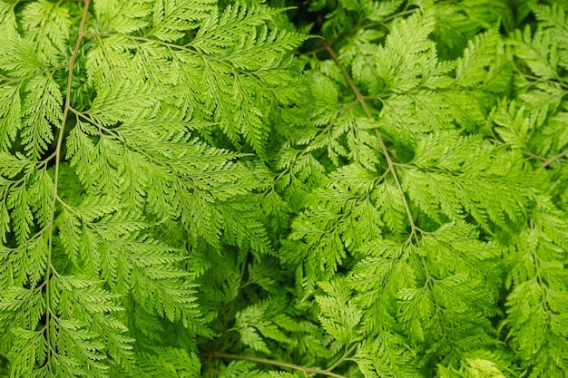 Libre de droit de Davallia fejeensis ou fougère pied de lapin dans le jardin