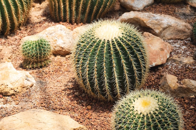 Libre de droit de Golden Barrel Cactus ou Echinocactus grusonii dans le jardin botanique