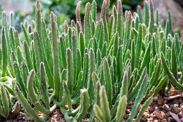 Libre de droit de Stapelia grandiflora ou cactus fleur d'étoile de mer dans le jardin botanique