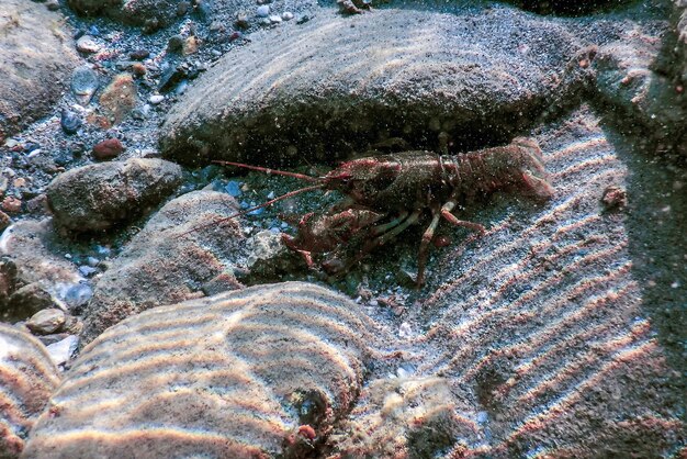 Photo libre d'écrevisses d'eau douce sous l'eau cristalline astacus astacus