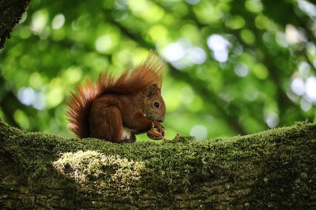 Libre d'un écureuil sauvage mangeant des noix sur l'arbre