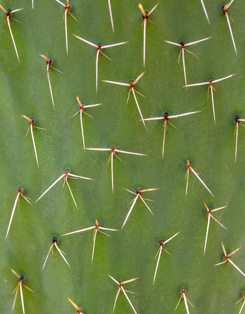 Libre d'épines sur cactus