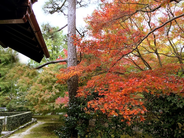 Libre d'érable coloré dans le parc public de Kyoto