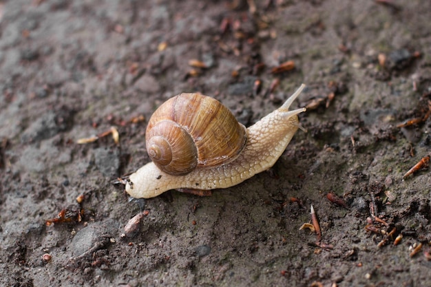 Libre d'un escargot rampant sur le sol