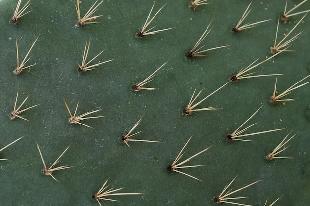 Libre d'une feuille de cactus vert