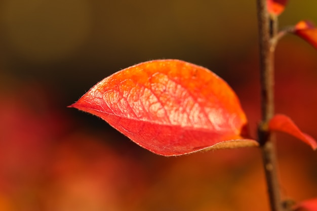 Libre d'une feuille d'épine-vinette rouge contre un arrière-plan flou naturel d'automne