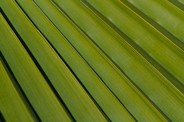 Libre d'une feuille vert vif d'un palmier sous le soleil tropical lumineux Une feuille d'un palmier qui ressemble à une feuille de papier pliée