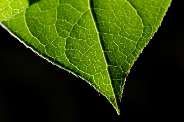 Libre d'une feuille verte isolée sur fond noir