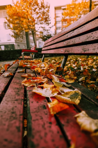 Libre de feuilles d'automne sur un banc dans le parc