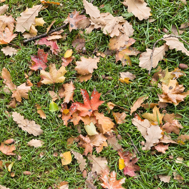 Libre de feuilles d'automne colorées sur l'herbe verte concept d'arrière-plan
