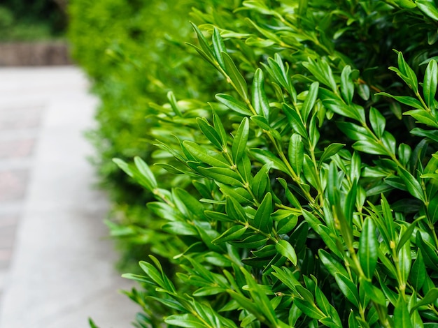 Libre de feuilles de buis evergreen angustifolia dans le parc