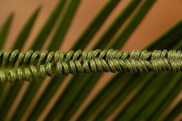 Libre de feuilles de cycas en arrière-plan