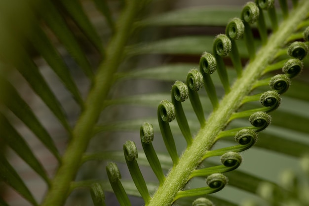 Libre de feuilles de cycas en arrière-plan