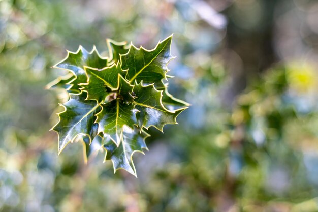 Libre de feuilles de houx Ilex aquifolium ou houx de Noël