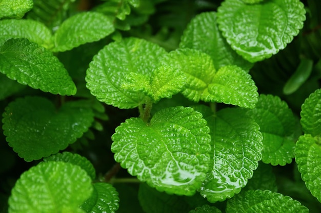 Libre de feuilles de menthe vert vif après la pluie