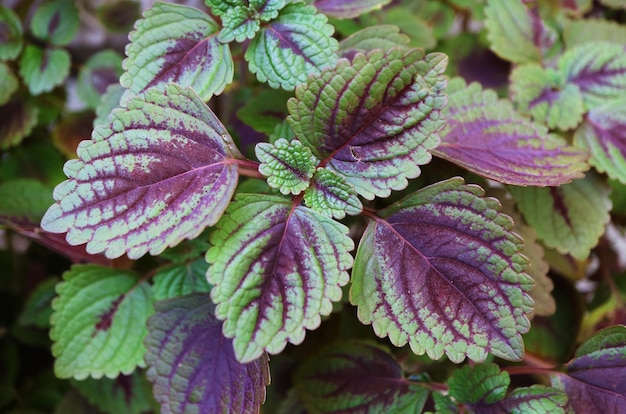 Libre de feuilles panachées de couleurs vives de Coleus plante dans le jardin