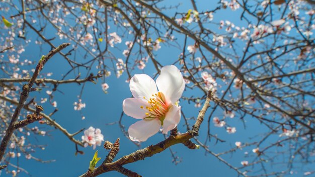 Libre d'une fleur d'amandier sur ciel bleu et arbres en fleurs arrière-plan flou