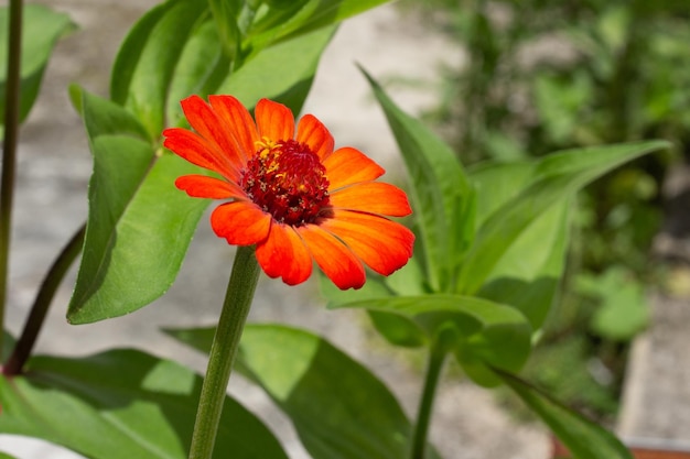 Libre d'une fleur avec arrière-plan flou