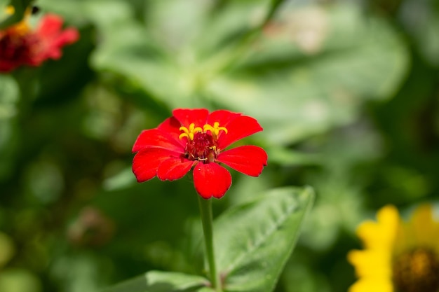 Libre d'une fleur avec arrière-plan flou