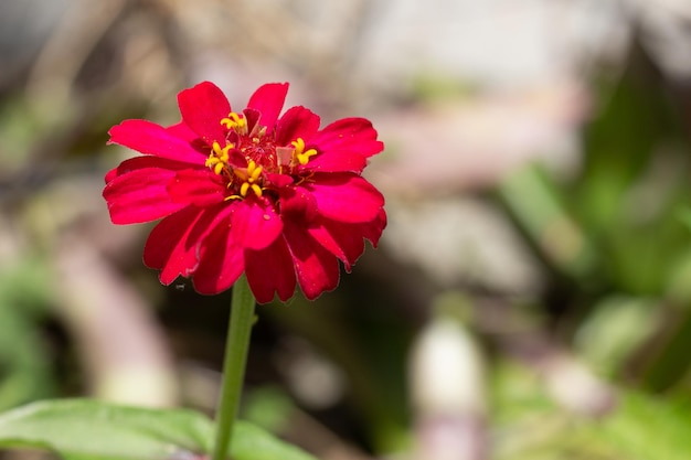 Libre d'une fleur avec arrière-plan flou