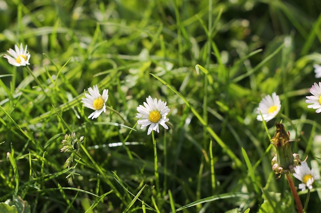 Libre de fleur blanche et jaune sur l'herbe verte