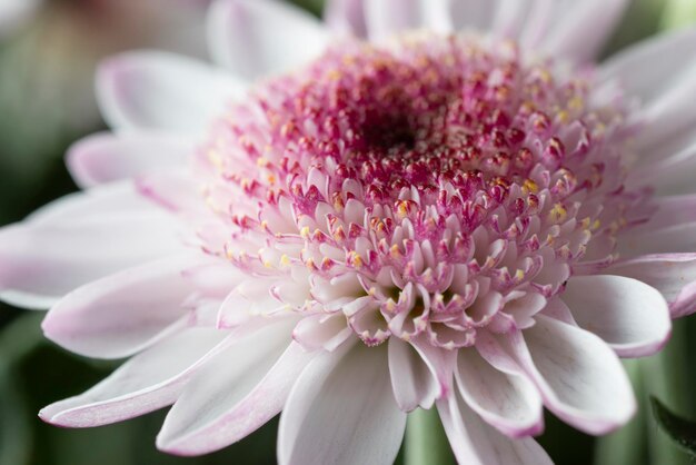 Libre d'une fleur blanche et rose