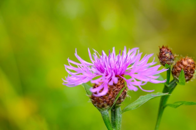 Libre d'une fleur de bleuet en fleurs au printemps dans un pré