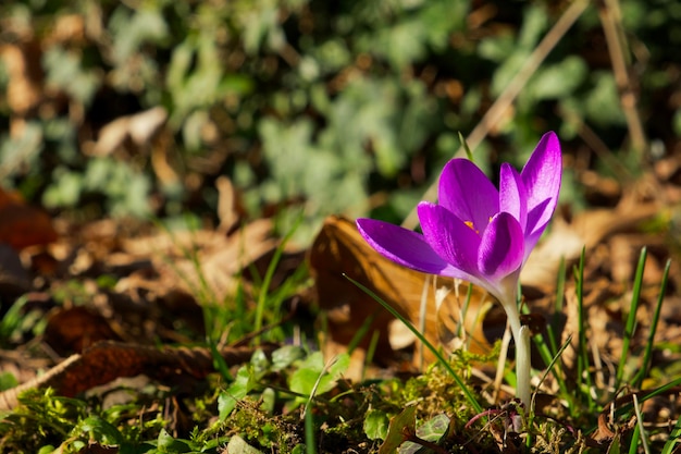 Libre d'une fleur de crocus violet