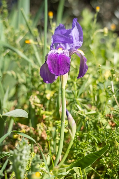 Libre d'une fleur d'iris barbu ou Iris germanica sur fond naturel vert défocalisé