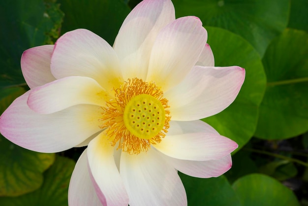 Libre de fleur de Lotus sacré Nelumbo nucifera