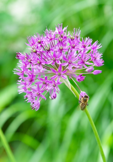 Libre de fleur d'oignon sur fond naturel allium