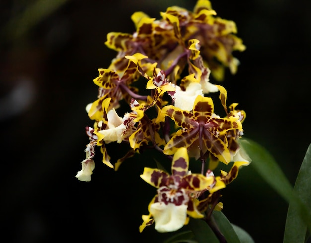 Libre de fleur d'orchidée colorée