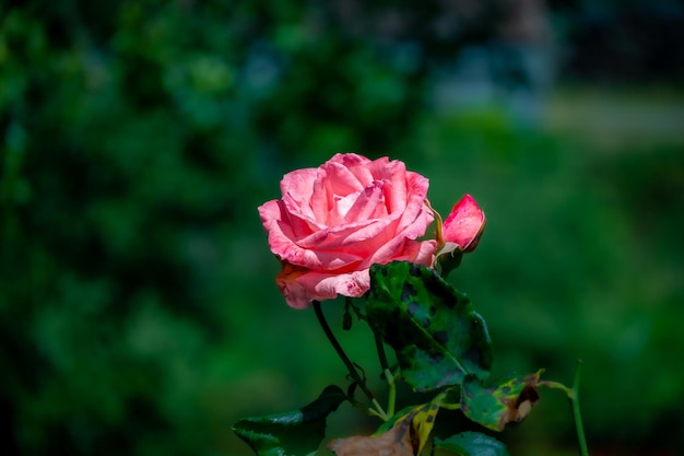 Libre de fleur rose rouge Galice Espagne