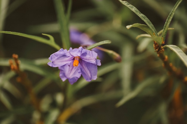 Libre d'une fleur violette dans un jardin